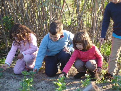 Observação do crescimento/desenvolvimento das ervilhas e das favas semeadas pelos alunos anteriormente e respetiva limpeza do terreno